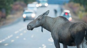 [видео] Лось устроил аварию на кольцевой автомобильной дороге Санкт-Петербурга