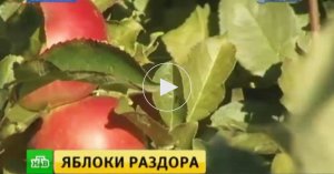 Послушай, эй. Никакой контрабанда-шрамандра. Россельхознадзор заподозрил Турцию в поставке в РФ яблок из "санкционных" стран"