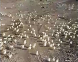 В Грузии из выброшенных на свалку яиц вылупились сотни цыплят