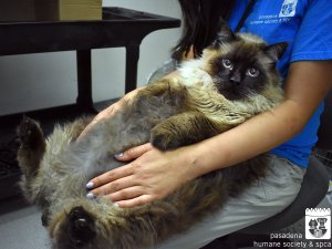 В Калифорнии спасли растолстевшего бездомного кота