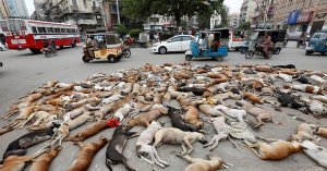 Немецкие СМИ разоблачили "фейковое" фото с "убитыми" перед ЧМ в России собаками