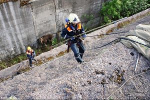 В Уфе спасли лосиху, попавшую в бетонную ловушку на стройплощадке