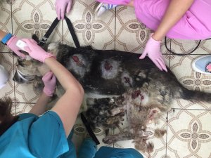 В Тверской области на глазах у детей расстреляли собаку / фото 18+