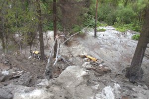 В Кирове обнаружили участок забетонированного леса