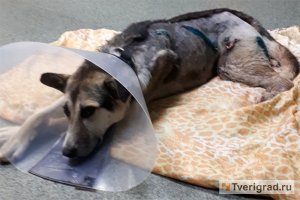 Возбуждено уголовное дело в отношении мужчины, жестоко расстрелявшего собаку на глазах у детей в Тверской области