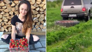 В Хабаровском крае на экс-чиновника завели дело после уничтожения урожая клубники