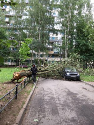 В Питере — древопад. Ветер в Петербурге разгулялся: с домов сдувает кровлю, деревья падают по всему городу