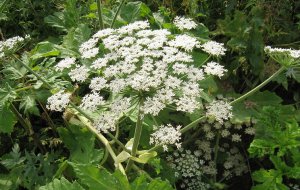 Штраф за борщевик на подмосковном участке может составить до 1 млн рублей