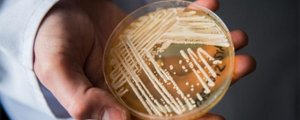 Биологи МГУ раскрыли секрет устойчивости грибов к антибиотикам