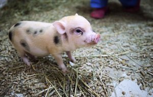 [тихо и без шума создаем прорывные технологии] Специалисты ФПИ испытают на мини-пигах технологию погружения в анабиоз