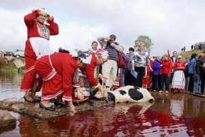 На празднике в Пермском крае принесут в жертву быка и омоются в его крови с одобрения Минкульта