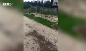 «Их просто миллиарды»: дороги и дворы на Среднем Урале засыпало мертвыми мотыльками