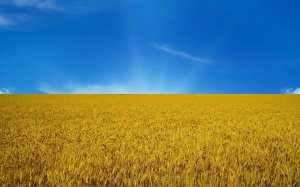 В Киеве начался военный парад в честь Дня Независимости Украины