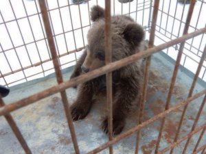 В Тверской области выкормили и подготовили к самостоятельной жизни 8 медвежат