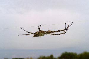 Паучий яд затыкает активность нервных клеток молекулярными пробками