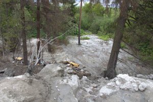 Ущерб забетонированному лесу в Кирове оценен более чем в 1 миллион рублей