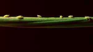 Ученые заявили, что одна из программ Пентагона похожа на разработку биологического оружия