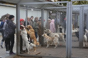 Маленькие нижегородцы собрали почти тонну макулатуры, чтобы купить лекарства для бездомных животных