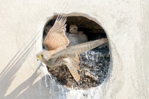 Ученые выяснили как связаны количество мусора в гнезде и статус птицы