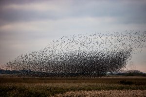 Какими бывают последствия инвазии живых существ