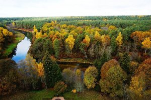 IKEA стала крупнейшим частным владельцем лесов в Литве