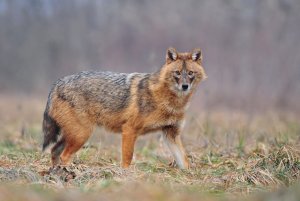 В Финляндии из-за изменения климата появятся шакалы