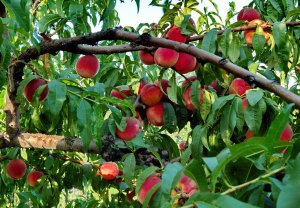 Персиковые плантации в Испании решили уничтожить из-за российского эмбарго