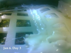 На Луне проросло семечко хлопка