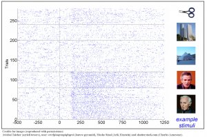 Обнаружены нейроны, которые отличают лица от прочих частей тела