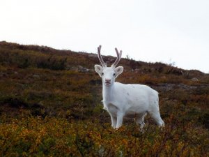 Трумпутин в Дерьмландии: новые слова, прокравшиеся в финский язык в 2018