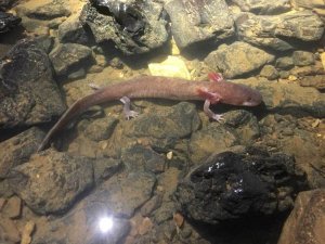 В Северной Америке нашли самую большую пещерную саламандру
