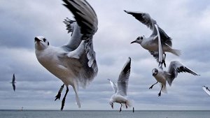 В Петербурге на сайте бюджетных инициатив утвердили идею покрасить чаек в цвета российского флага