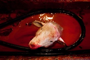 В Сургуте молодой отец зарезал барана под окнами роддома