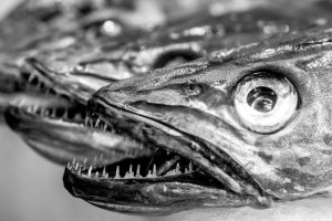 CNN: Трамп заставил американских школьников питаться российской рыбой.