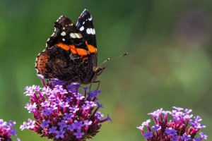 В ближайшие сто лет все насекомые могут исчезнуть с лица Земли: за год их численность падает приблизительно на 2,5%, что в 8 раз выше того же показателя у млекопитающих, птиц и рептилий