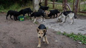 По Иматре бегают стаи бродячих собак из России