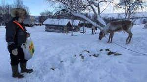 В Лапландии открывается сезон гонок на оленях. Ветераны оленьих гонок знают, каких оленят стоит готовить к соревнованиям