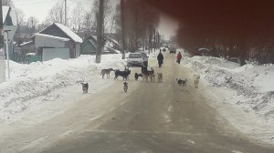 Автомобилист наехал на стаю бродячих собак. ВОЗБУЖДЕНО УГОЛОВНОЕ ДЕЛО