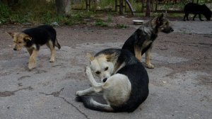 [Финляндия] Полиция обратилась к охотничьим клубам за помощью в отлове бродячих собак