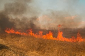 Весенний смог: в Приморье продолжаются лесные пожары и палы  (Космический мониторинг показывает 86 тепловых аномалий)