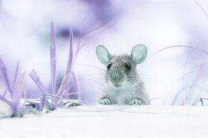 Инъекция наночастиц наделила мышей инфракрасным видением