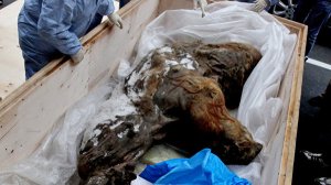 Ученым не удалось полностью "оживить" ДНК якутского мамонтенка