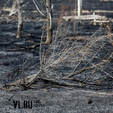 «Наши потомки не увидят экосистемы с такой историей»: доктор биологических наук об уничтожении Уссурийской тайги