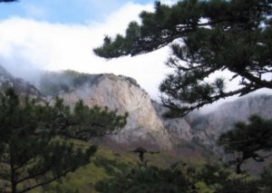 Крымская власть признала уникальную сосну сорняком и добилась исключения из красной книги. Грядут вырубки заповедника