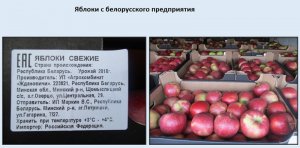 Россельхознадзор о причинах введения ограничений на поставки в Россию яблок и груш из Республики Беларусь