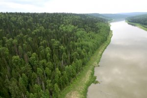 Запасов древесины в Сибири при существующей системе заготовок хватит на 15 лет