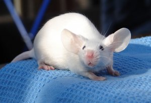 Полет на МКС заставил молодых мышей коллективно бегать кругами.