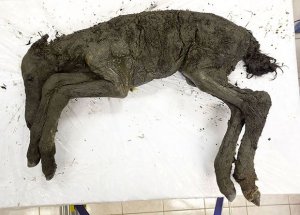 В 42000-летнем сердце жеребенка из Якутии нашли жидкую кровь