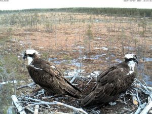 [пятничное] Чужая самка мешала семейному счастью пары скоп в Палтамо. Десятки тысяч людей уже четвертый год следят за гнездованием скоп Миилы и Пенна.