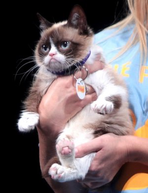 Умерла легендарная сердитая кошка Grumpy Cat